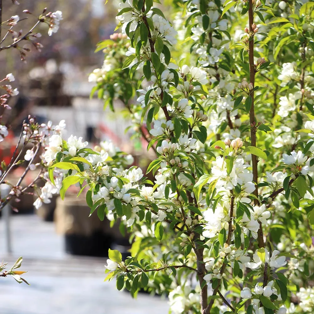 Spring Snow Flowering Crabapple Tree - Sterile Ornamental Landscape Tree 3
