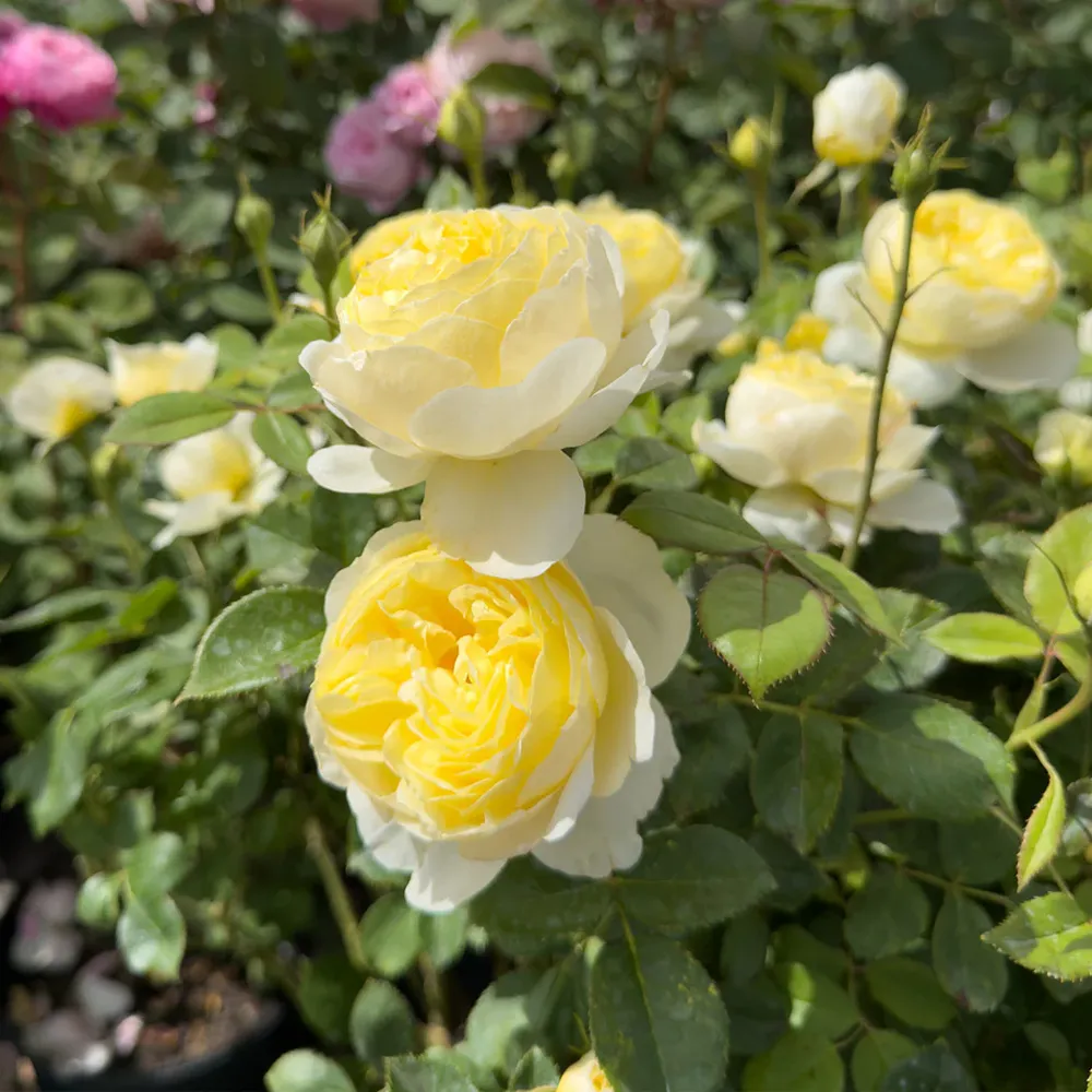 David Austin® Vanessa Bell® Rose Shrub - Pale Yellow English Shrub Rose 7