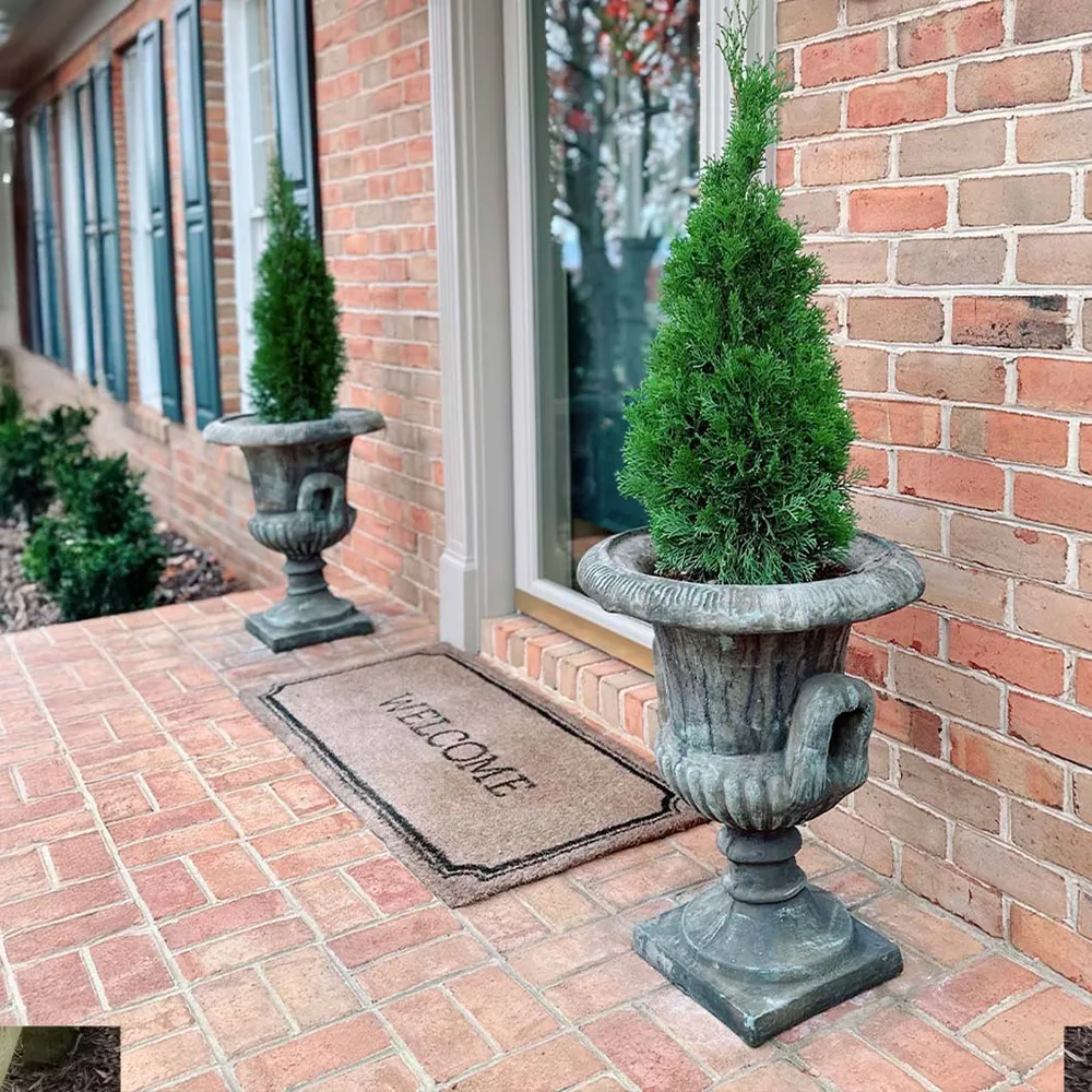 Emerald Squeeze™ Thuja Tree - Columnar Evergreen Privacy Hedge 2
