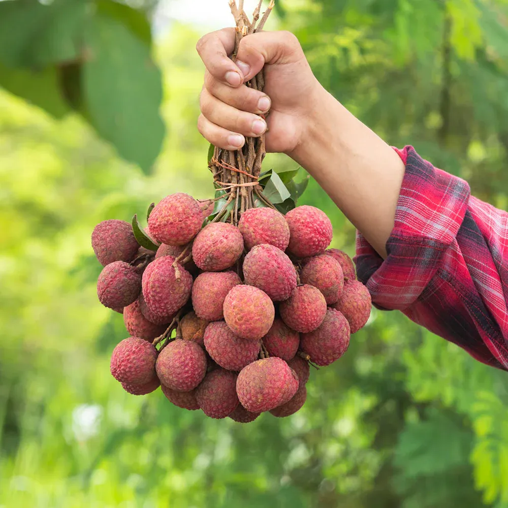Emperor Lychee Tree - Live Fruit-Bearing Tropical Plant 3