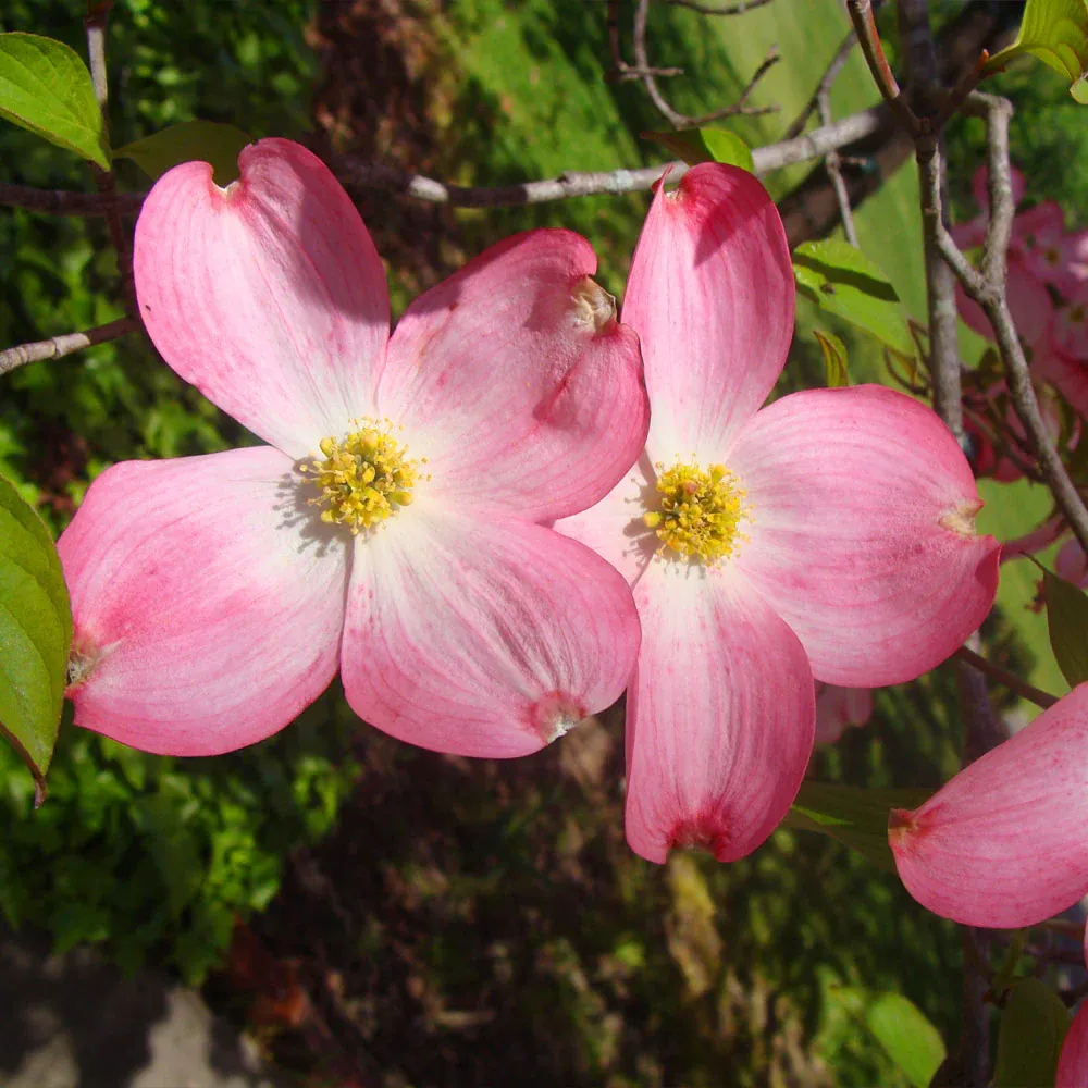 Lifelike Red Dogwood Tree Decorative Artificial Plant 1