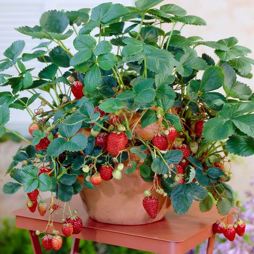 USDA Organic Everbearing Strawberry Bush - Continuous Harvest Fruit Plant