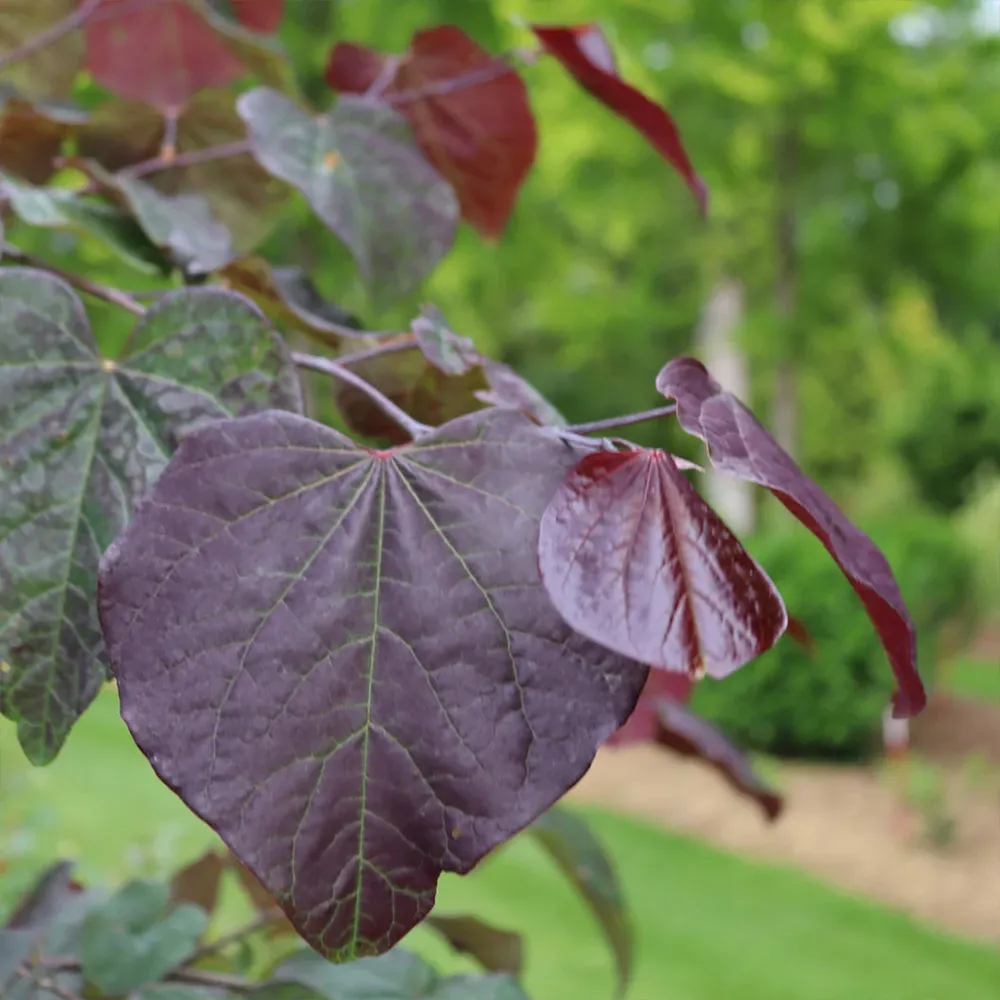Midnight Express Redbud Tree (Cercis canadensis)