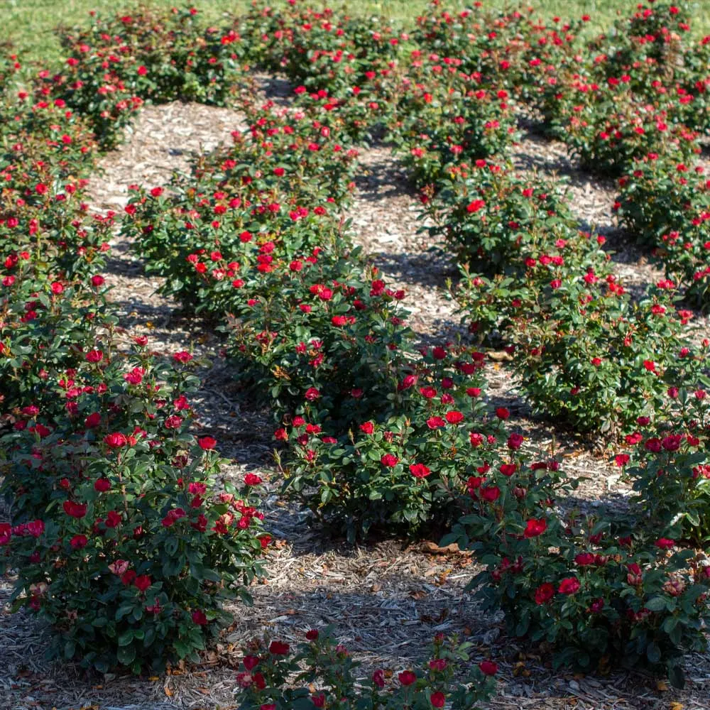 Petite Knock Out® Rose - Compact Disease-Resistant Shrub Rose 3