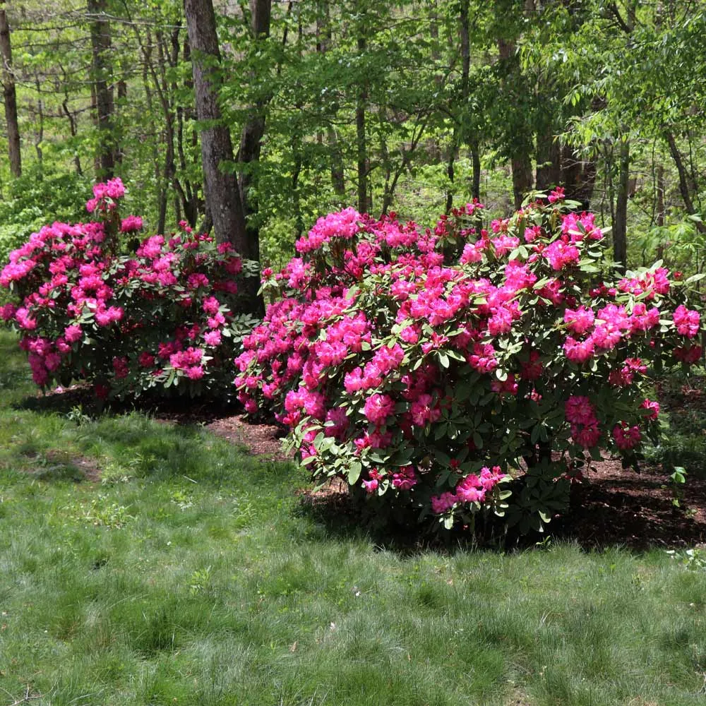 Red Rhododendron Shrub - Evergreen Flowering Ornamental Plant 1