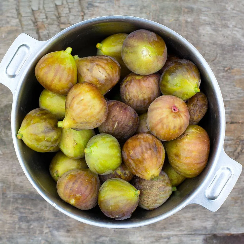 Brown Turkey Fig Tree - Cold Hardy Fruit-Bearing Ficus Carica 2