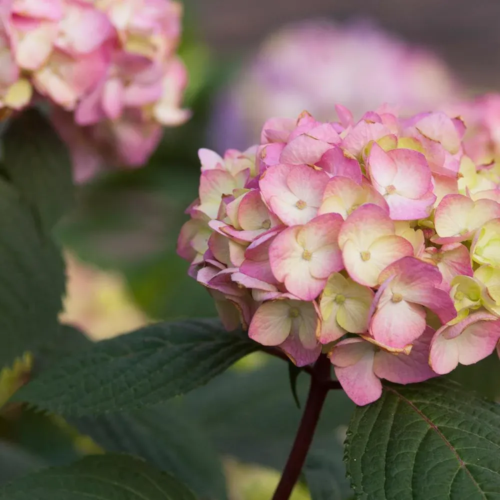 Endless Summer® BloomStruck® Reblooming Hydrangea Shrub 1