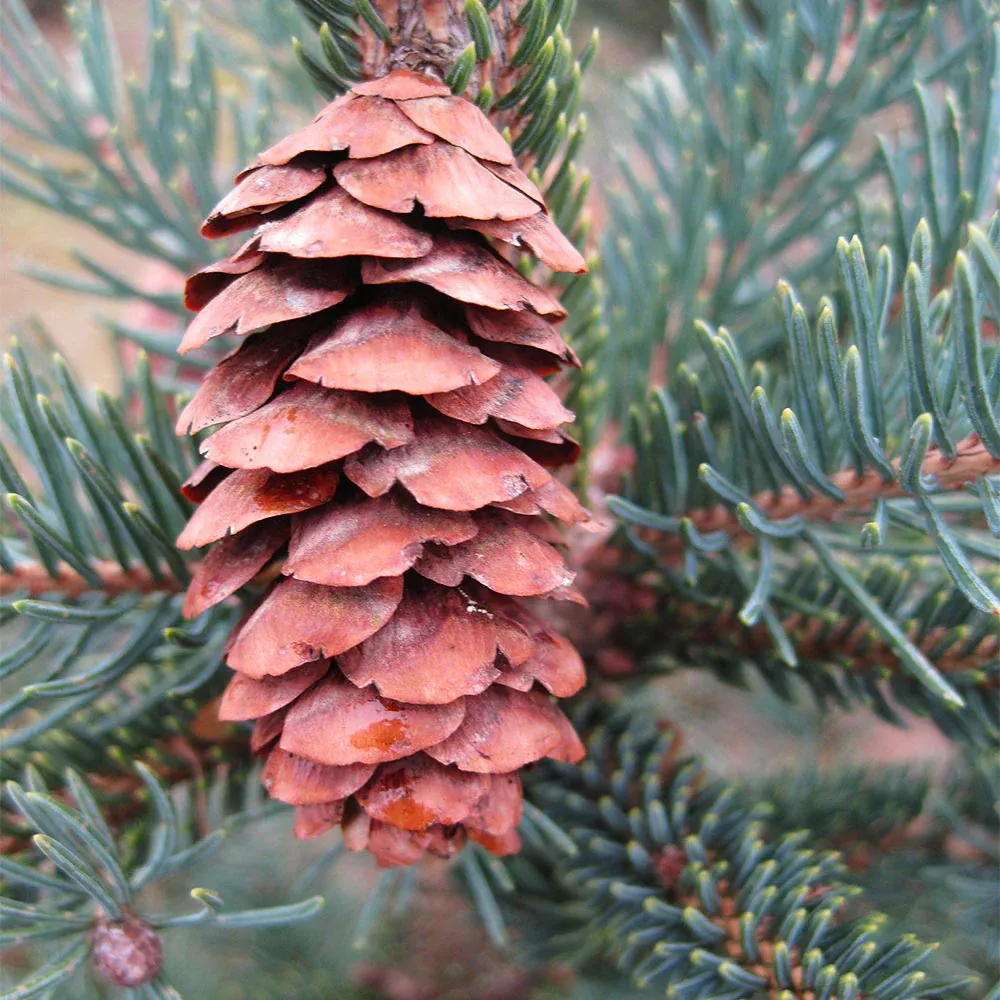 Black Hills Spruce Artificial Christmas Tree with Realistic Foliage 3
