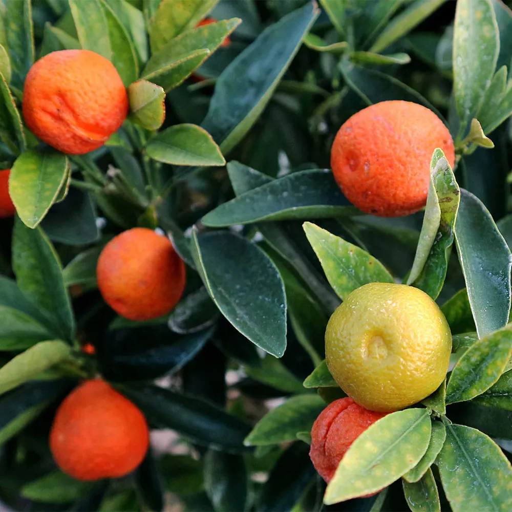 Fukushu Kumquat Tree (Citrus obovata) Live Fruit Bearing Plant 1