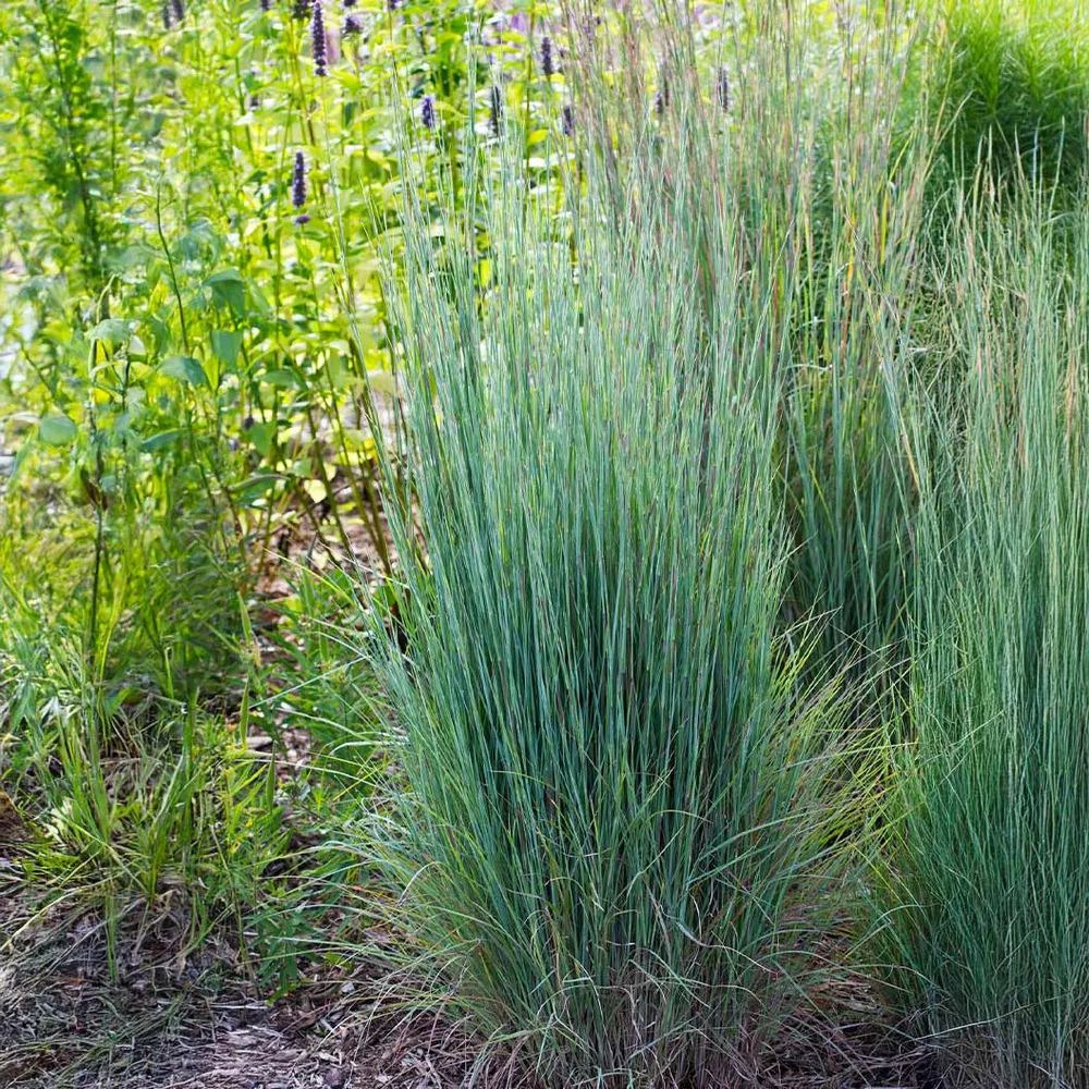 Prairie Blues Little Bluestem Grass (Schizachyrium scoparium) - Ornamental Native Perennial 1
