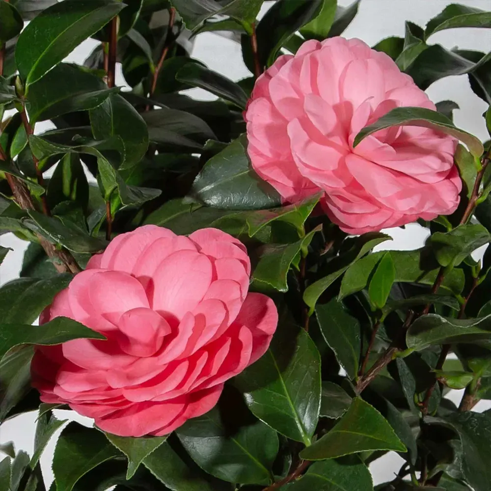 Early Wonder Camellia Shrub - Evergreen Flowering Garden Plant