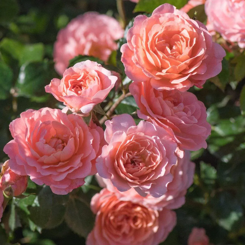Apricot Drift® Rose - Continuous Blooming Groundcover Shrub 1