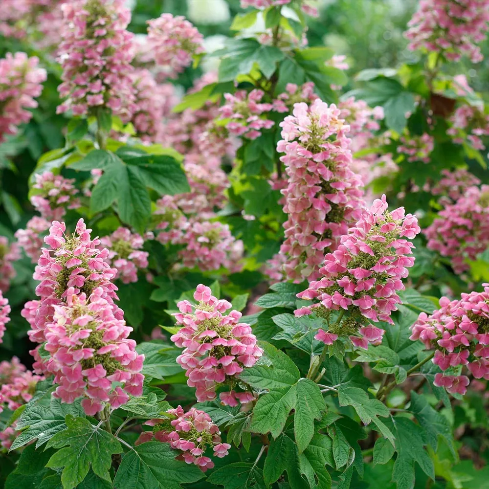 Gatsby Pink Oakleaf Hydrangea Shrub - Pink Flowering Deciduous Ornamental Plant 2