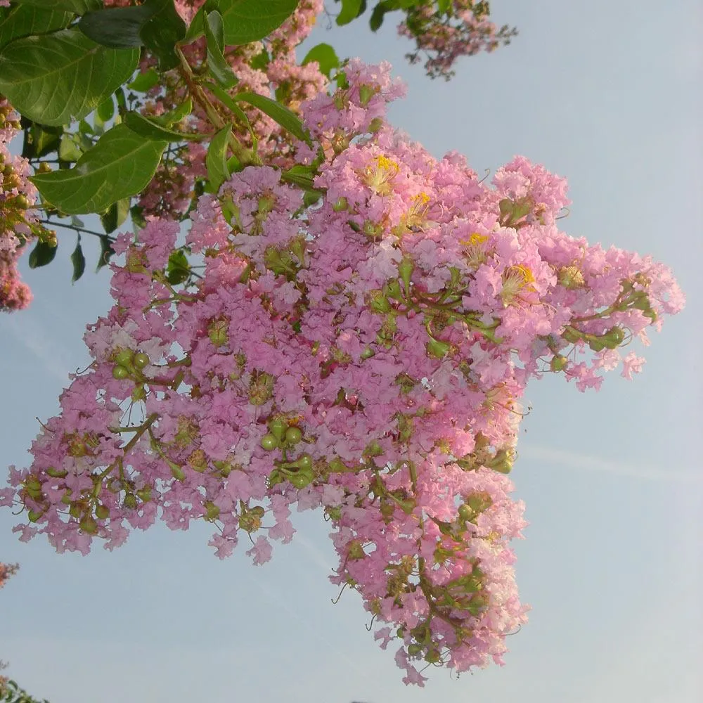 Sioux Crape Myrtle Tree - Deciduous Ornamental Flowering Shrub 1