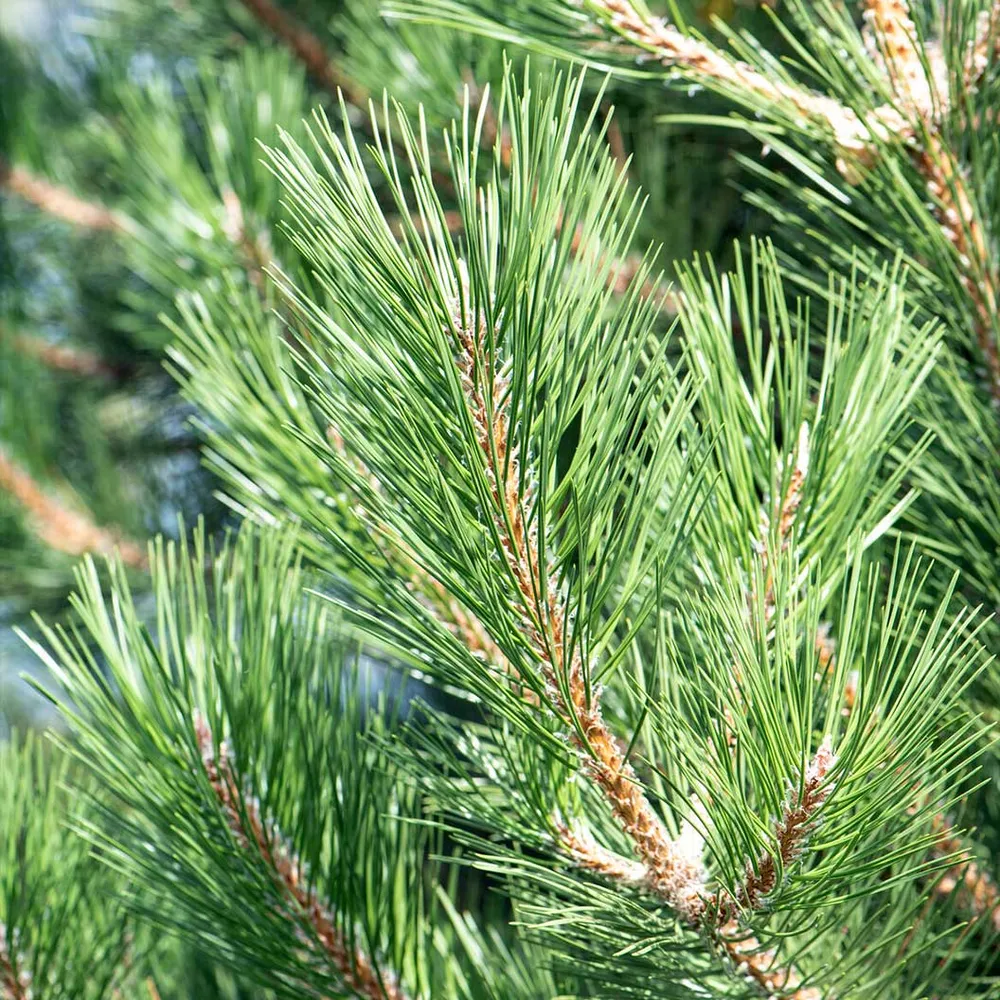Frank Austrian Pine Tree - Realistic Artificial Holiday Decor 1