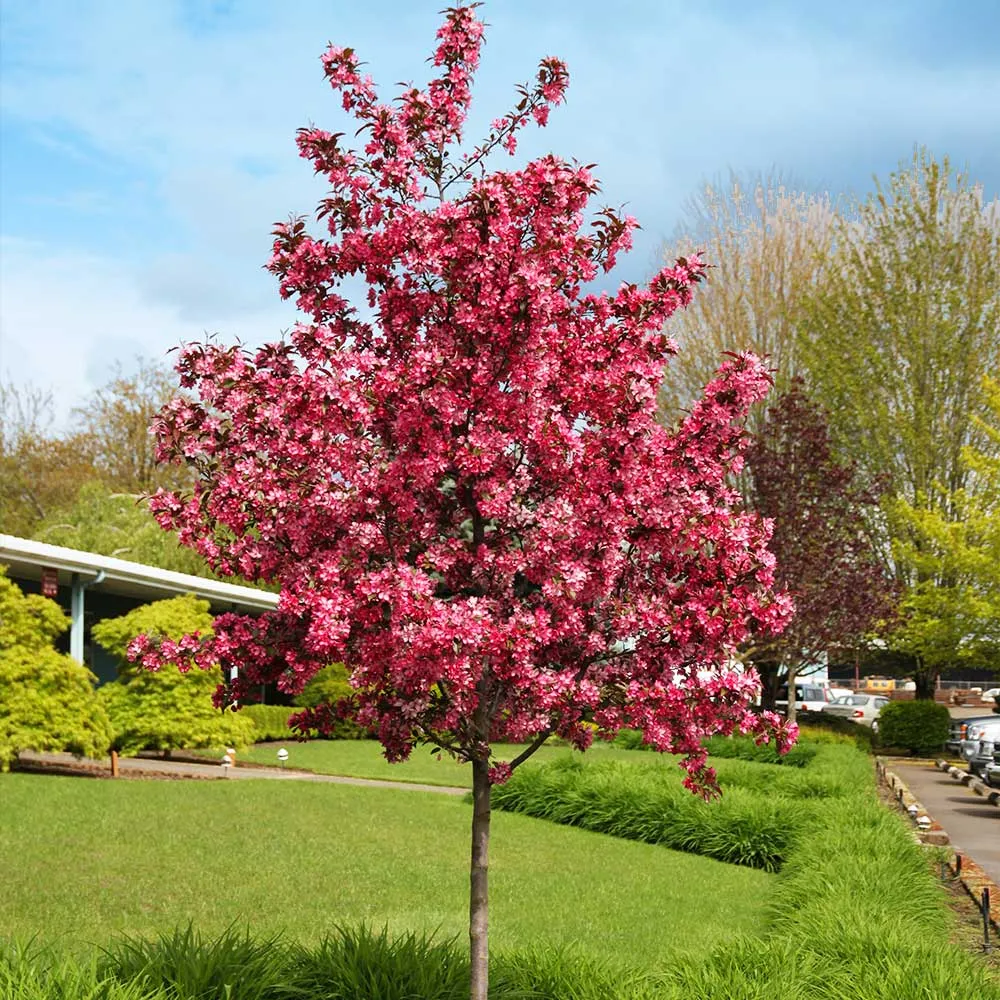 Royal Raindrops® Crabapple Tree (Malus 'JFS-KW5')