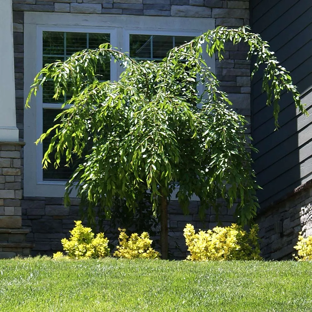 Weeping Extraordinaire™ Cherry Tree - Ornamental Flowering Deciduous Tree 2