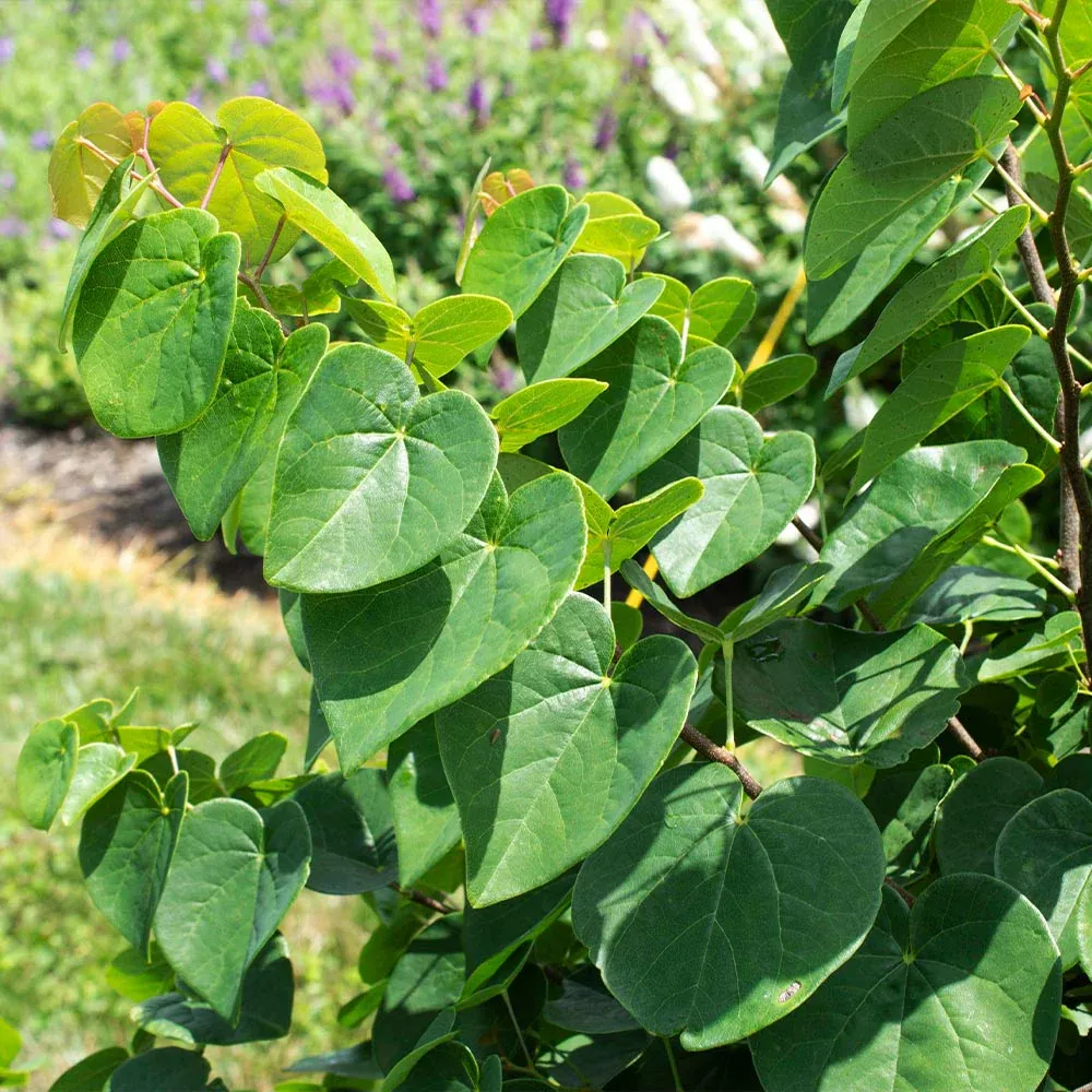 Garden Gems® Emerald Redbud Tree - Ornamental Deciduous Garden Plant 2