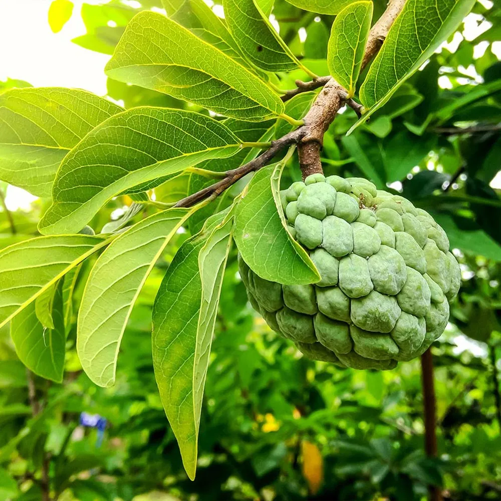Sugar Apple Tree (Annona squamosa) Live Tropical Fruit Plant 1