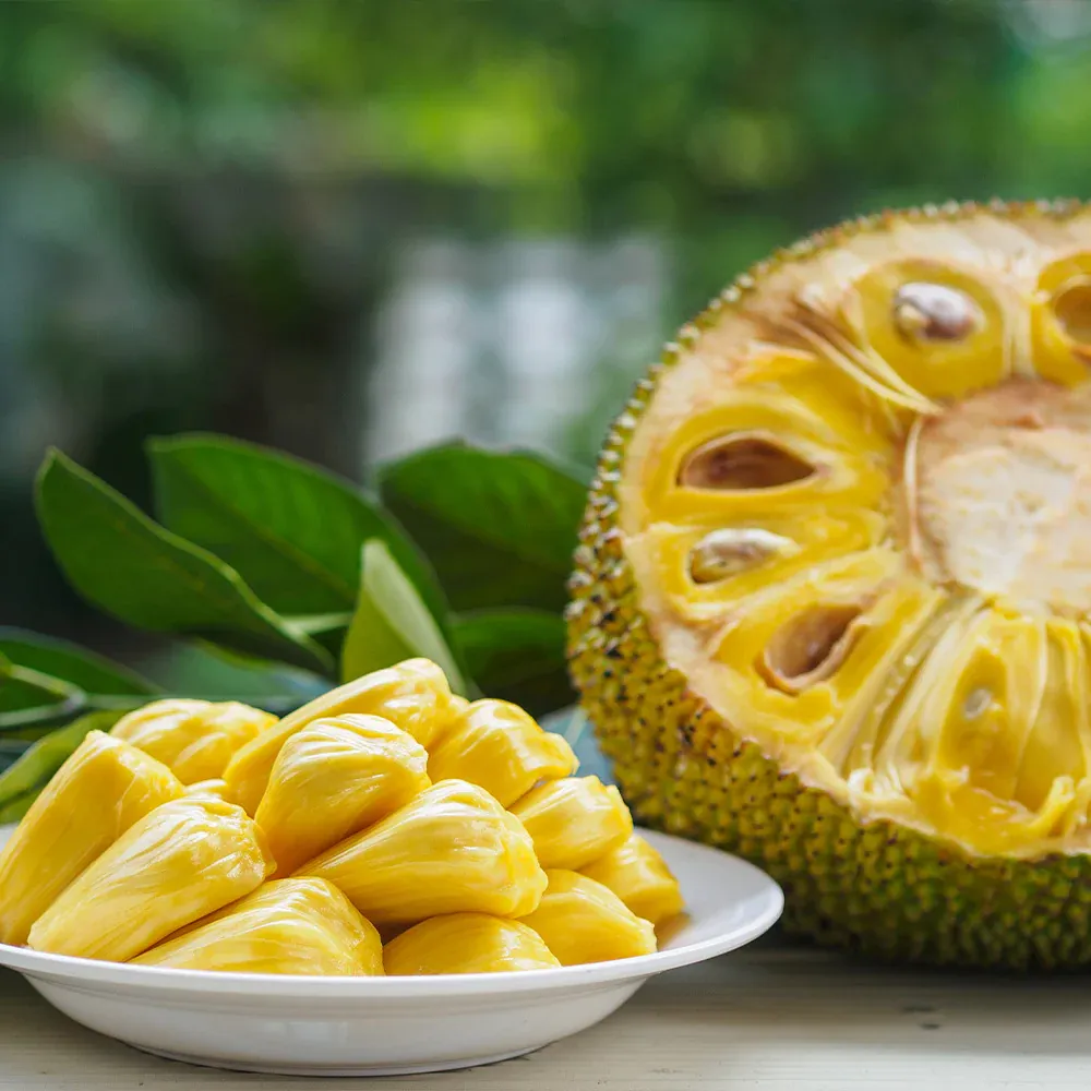 Artocarpus heterophyllus Jackfruit Tree Live Plant 3