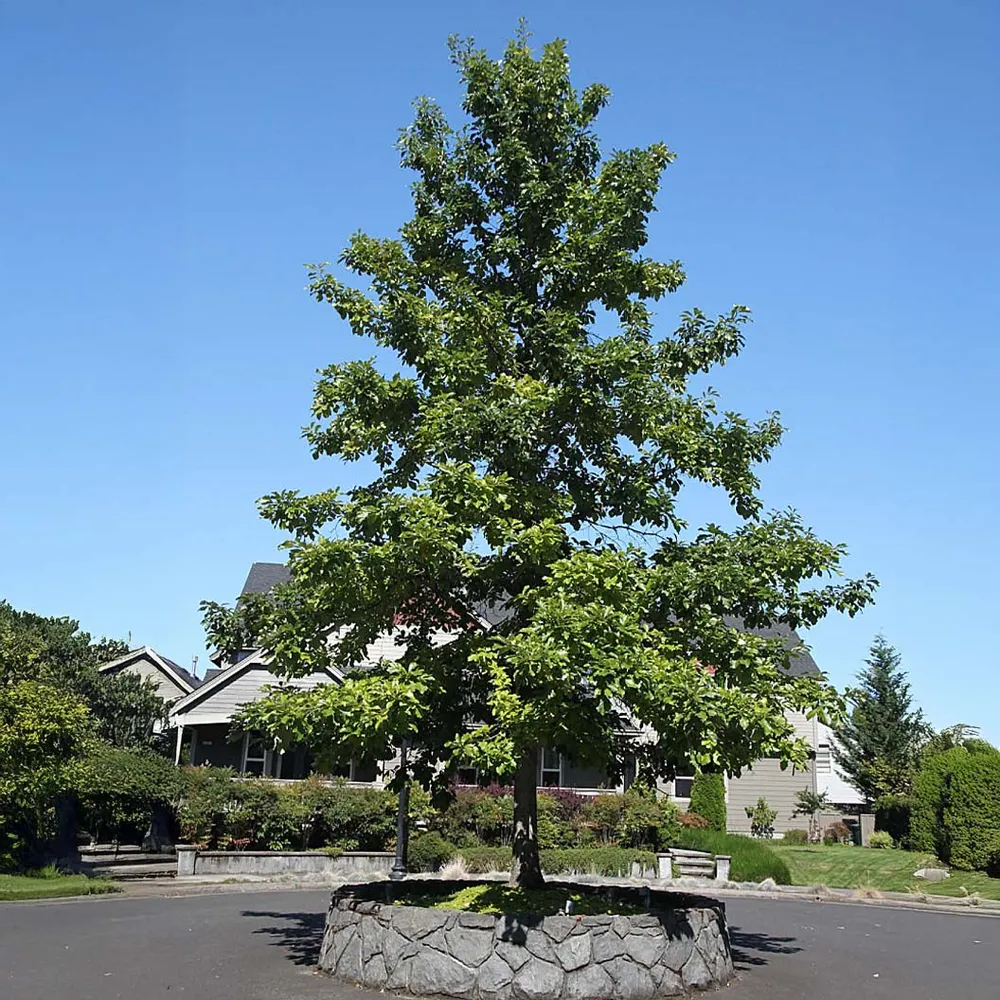 Swamp White Oak Tree (Quercus bicolor) - Native Deciduous Specimen