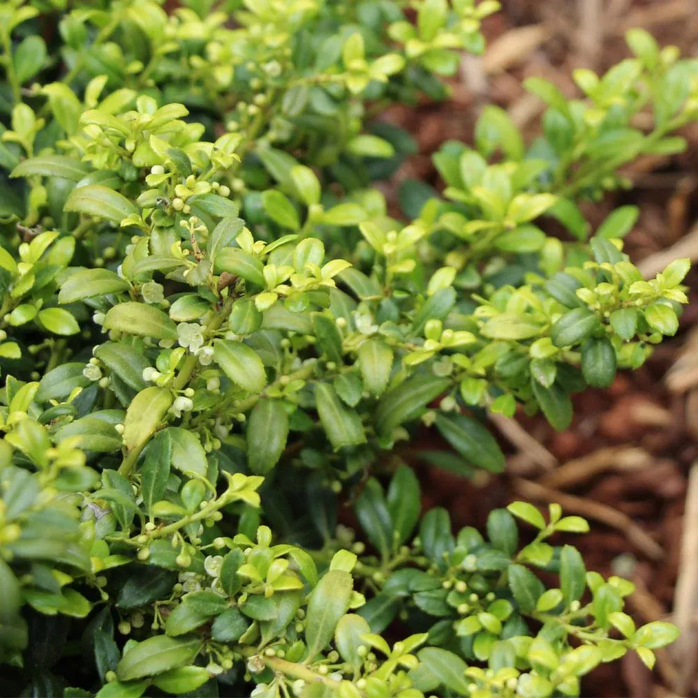 Soft Touch Holly Shrub Realistic Artificial Decorative Plant 1