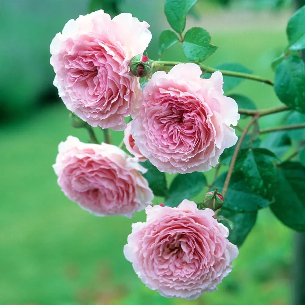 David Austin® James Galway® Rose Shrub 3