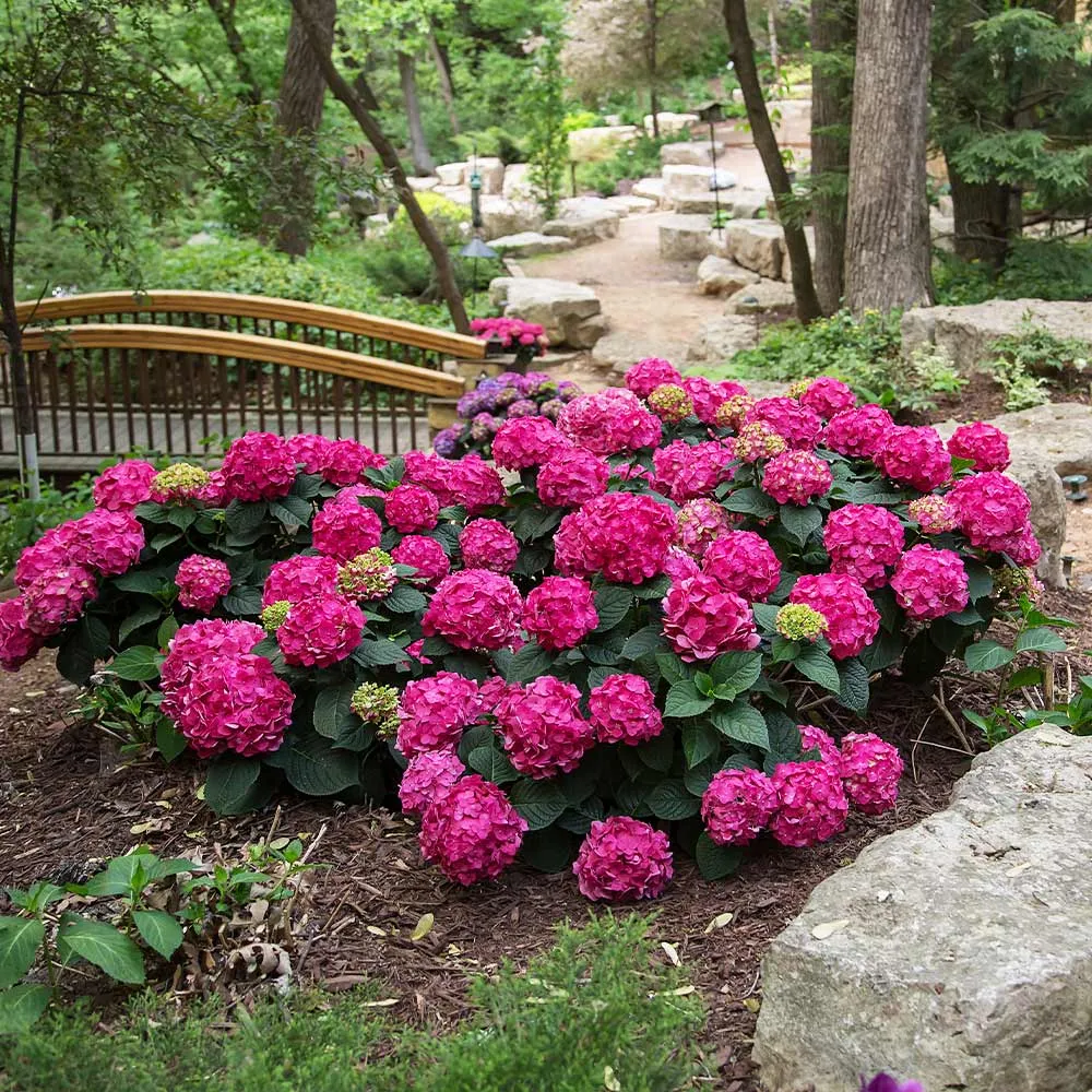Endless Summer® Summer Crush® Hydrangea - Reblooming Bigleaf Shrub 5