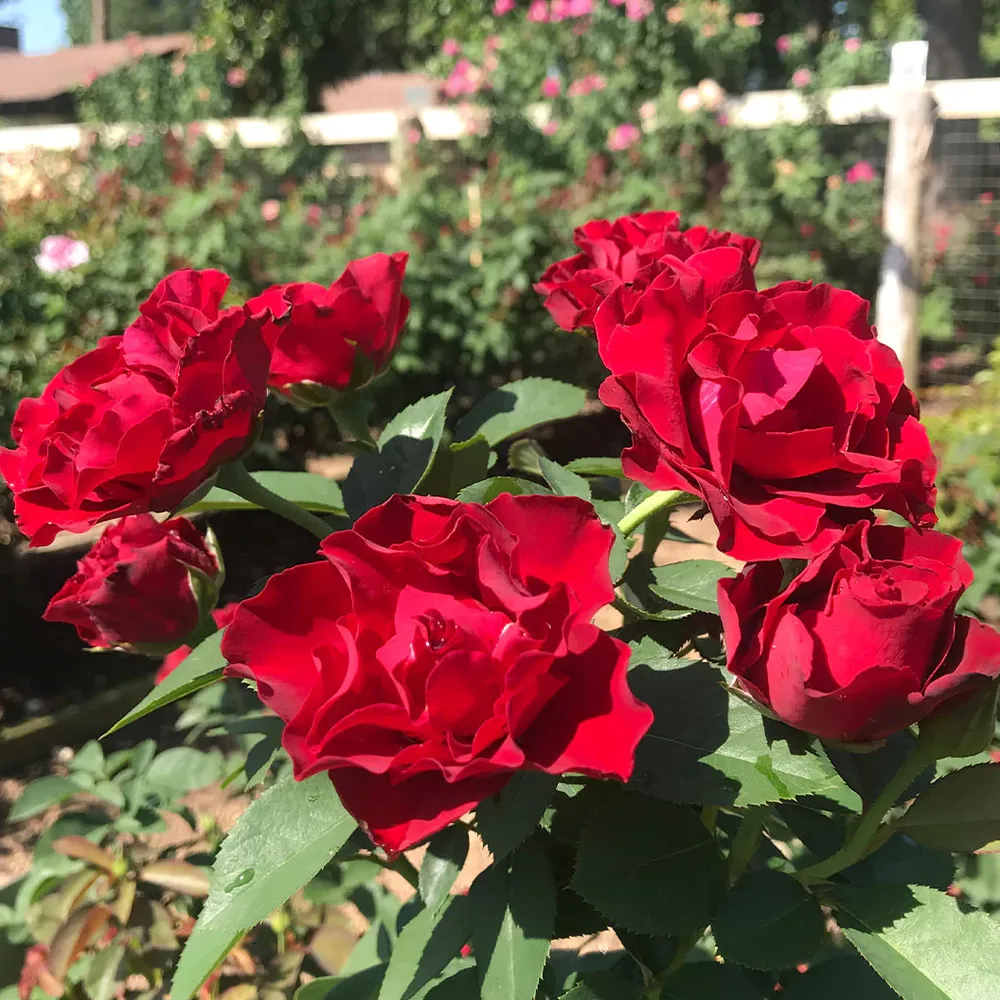 Dancing in the Dark Rose Shrub - Deep Red Flowering Garden Plant 7