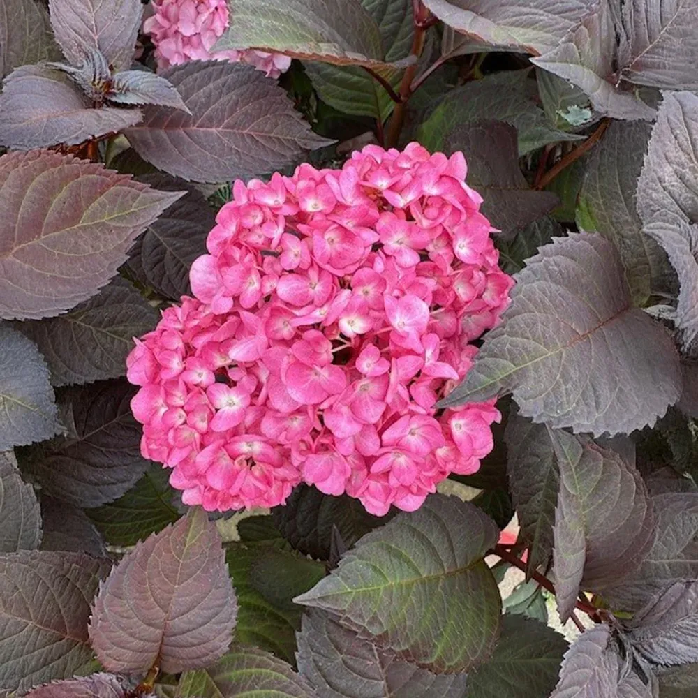 Midnight Rider™ Hydrangea Bush - Deep Purple Flowering Garden Shrub