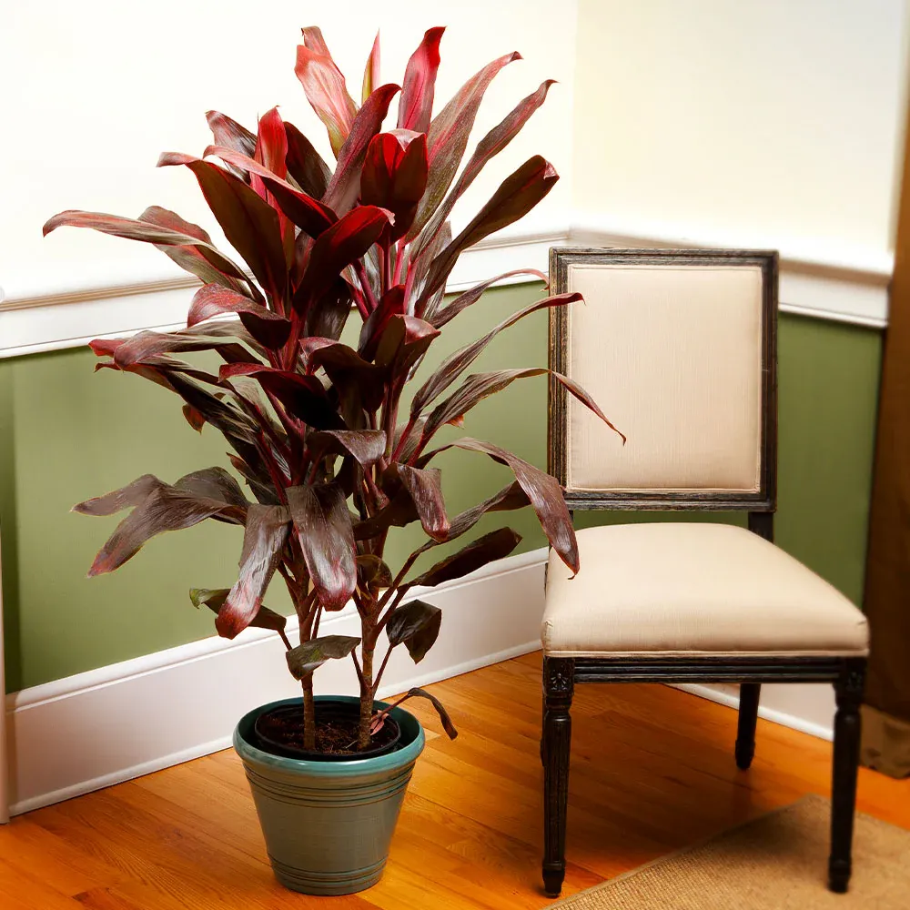 Hawaiian Ti Plant (Cordyline Fruticosa) Vibrant Tropical Indoor Houseplant