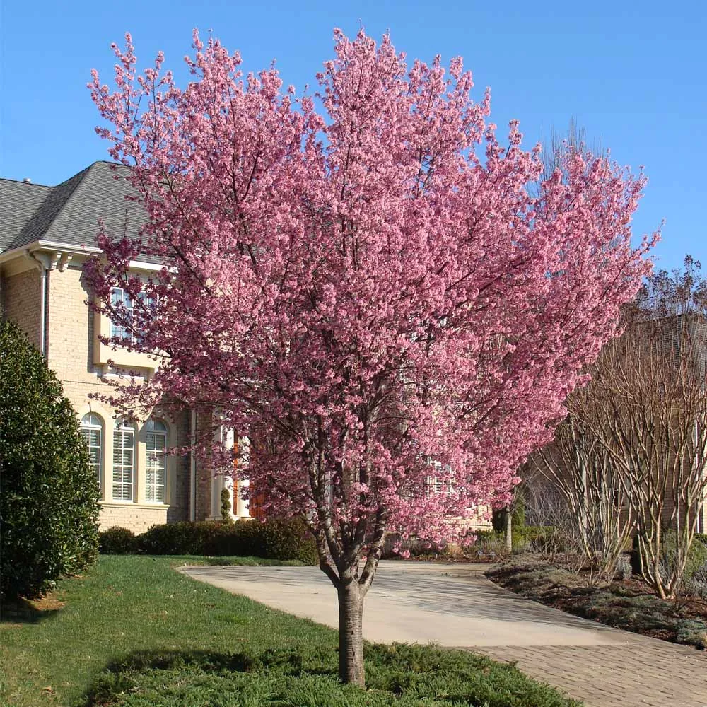 Okame Cherry Tree (Prunus incamp 'Okame') - Early Spring Flowering Ornamental Tree