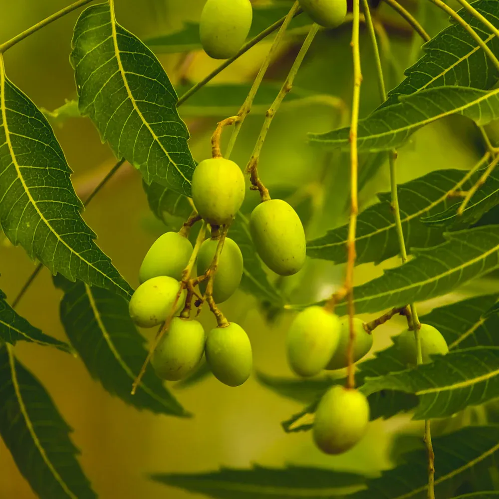Neem Tree (Azadirachta indica) Live Botanical Specimen 2