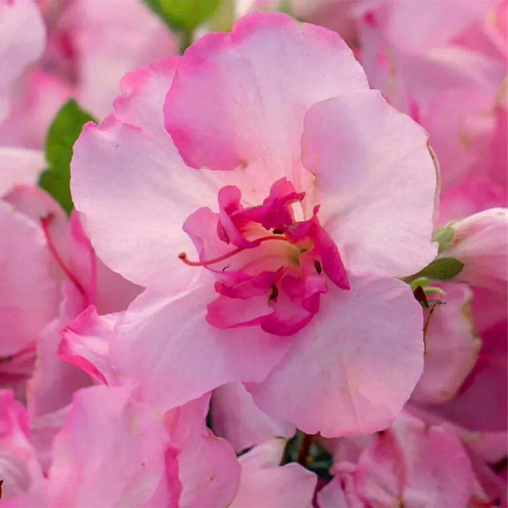 Autumn Kiss Encore Azalea Reblooming Evergreen Shrub
