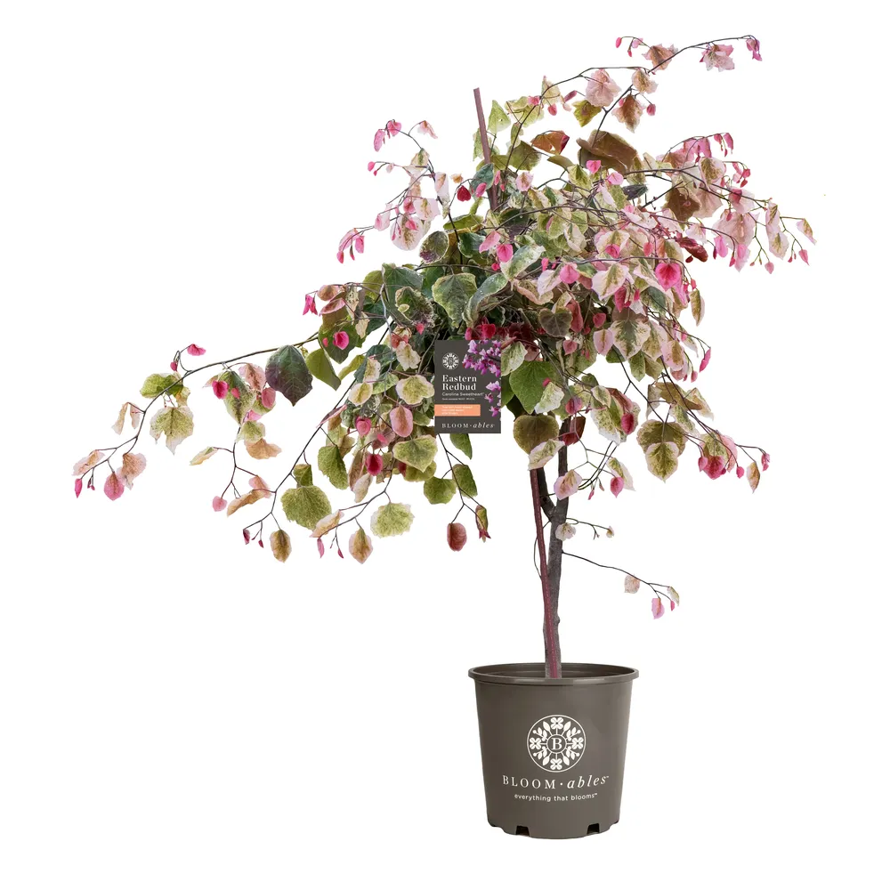 Carolina Sweetheart Redbud Tree - Cercis canadensis Ornamental Flowering Tree 4