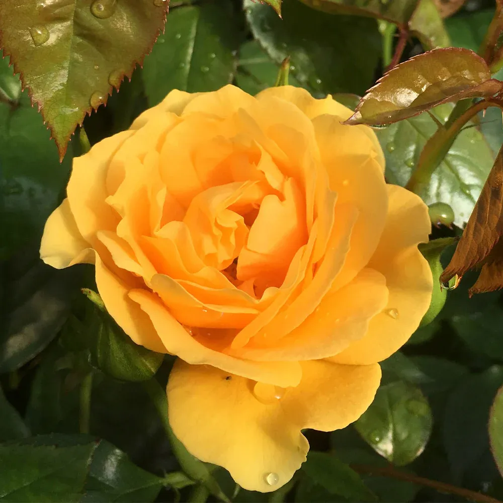 Julia Child Floribunda Rose Tree - Standard Form Butter-Yellow Flowering Shrub 1