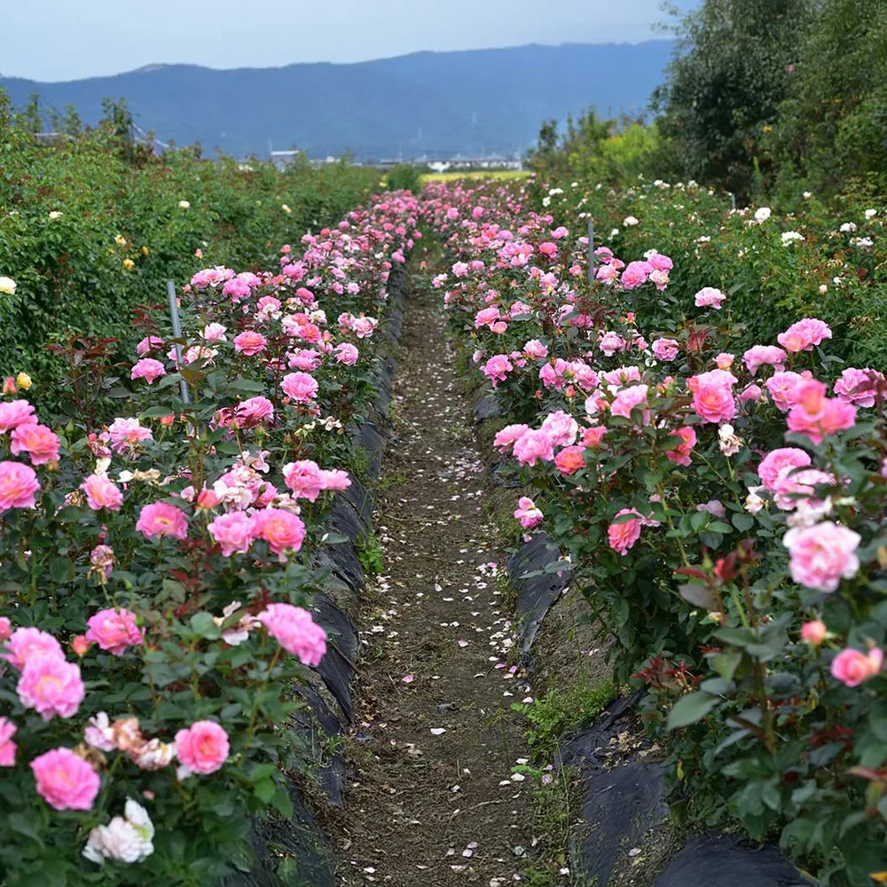 Julie Andrews™ Hybrid Tea Rose - Fragrant Garden Shrub 1