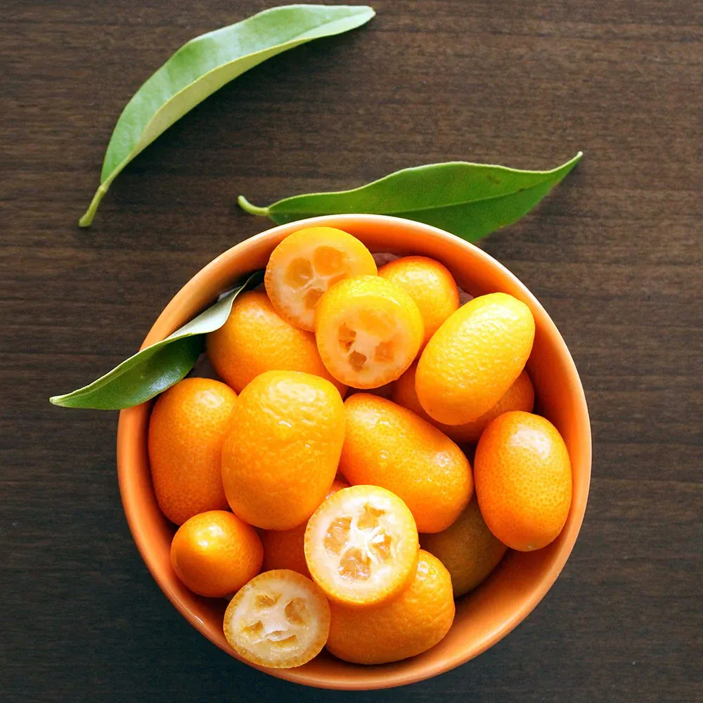 Fortunella Margarita Potted Plant - Dwarf Kumquat Tree for Edible Fruit Harvest 2