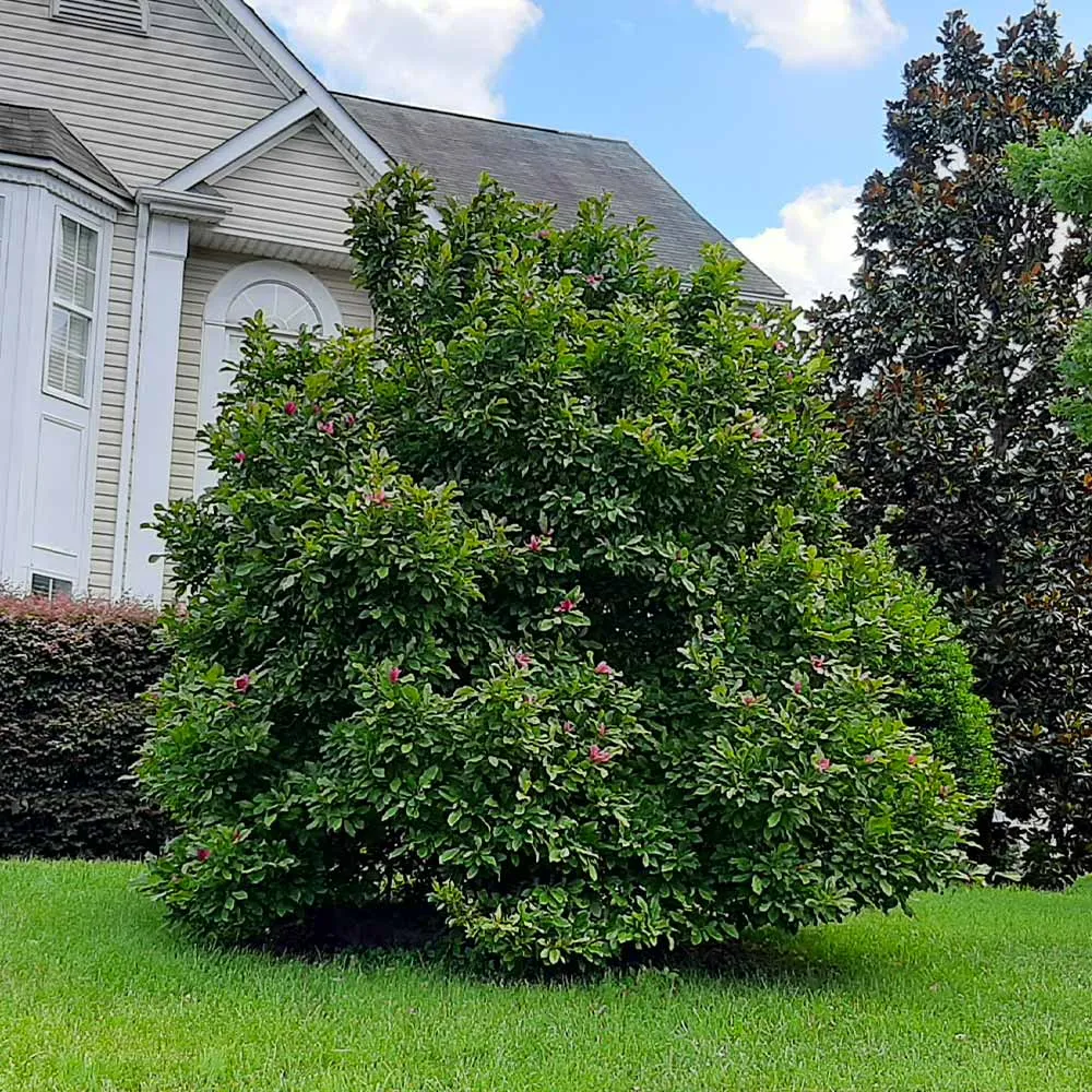 Ann Magnolia Tree - Deciduous Flowering Shrub 4