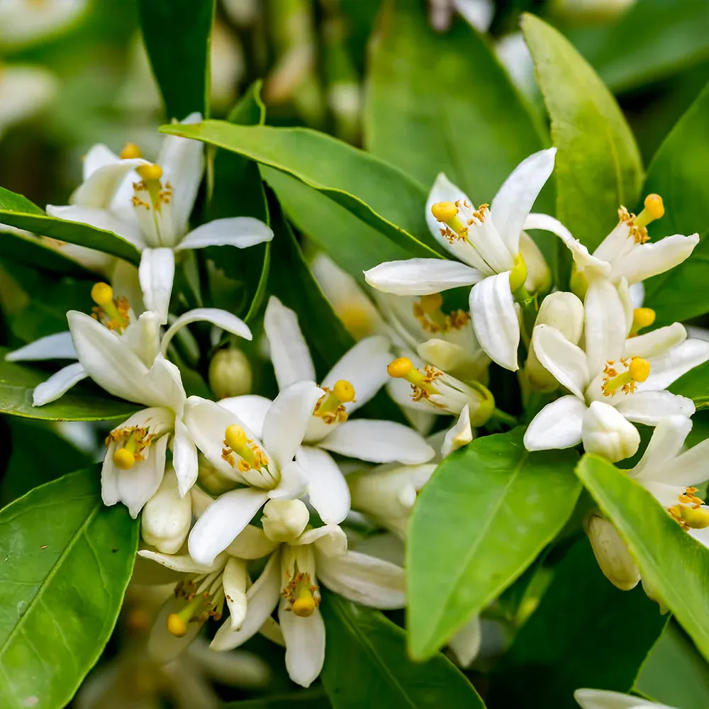 Red-Fleshed Cara Cara Navel Orange Plant - Live Citrus Tree for Patios 2