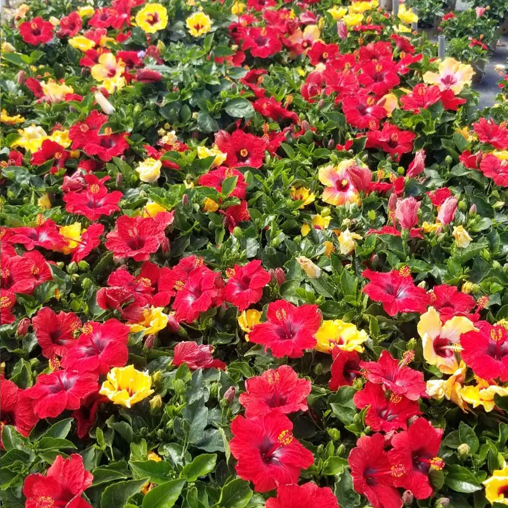 Bloom Bash® Hollywood® Hibiscus Tropical Flowering Shrub 4