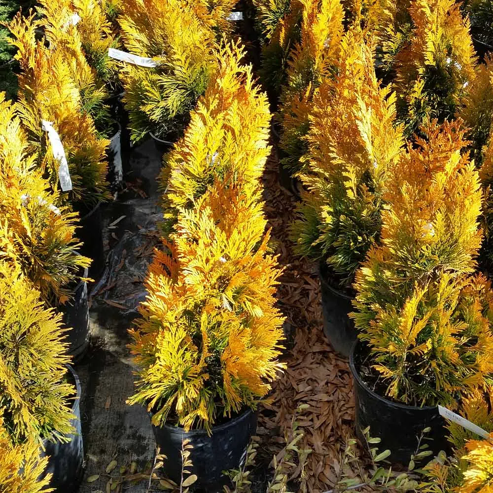 Southern Living® Forever Goldy™ Arborvitae Tree - Golden Evergreen Shrub 3