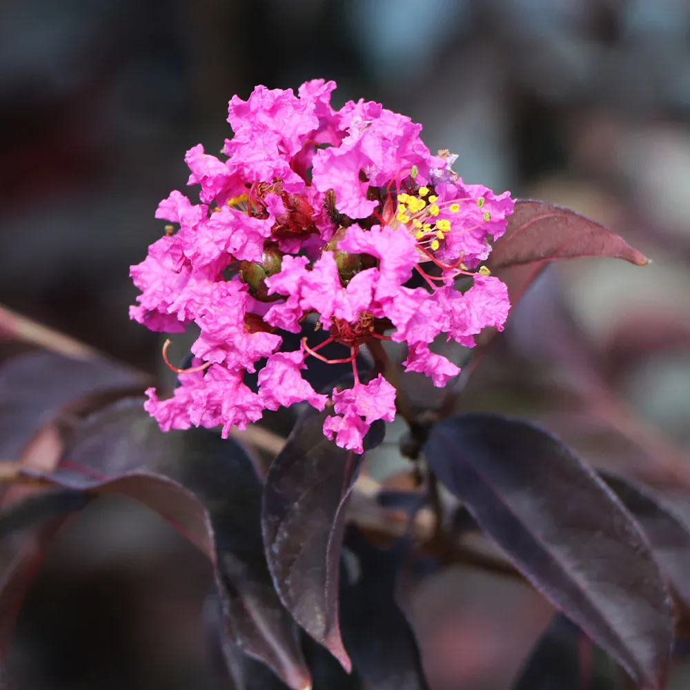 Black Diamond® Lavender Lace™ Crape Myrtle Tree - Dark Foliage Flowering Shrub
