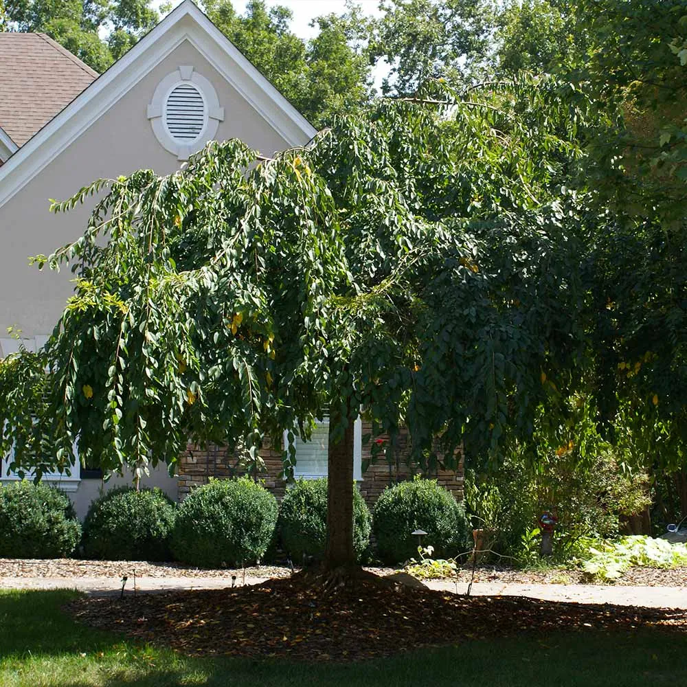 White Weeping Cherry Tree - Cascading Ornamental Flowering Plant 3