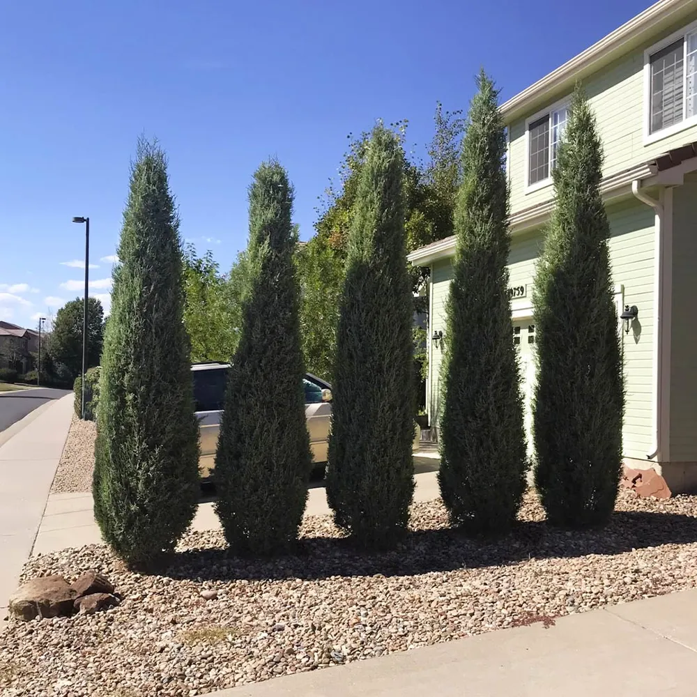Woodward Juniper Tree - Artificial Potted Plant for Interior Decoration 2