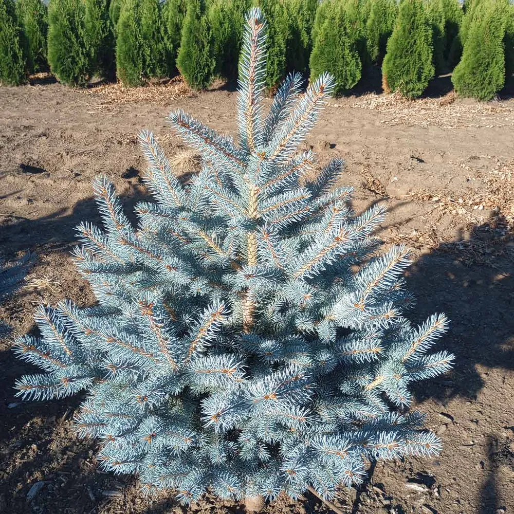 Blue Waves Colorado Spruce Artificial Christmas Tree 1