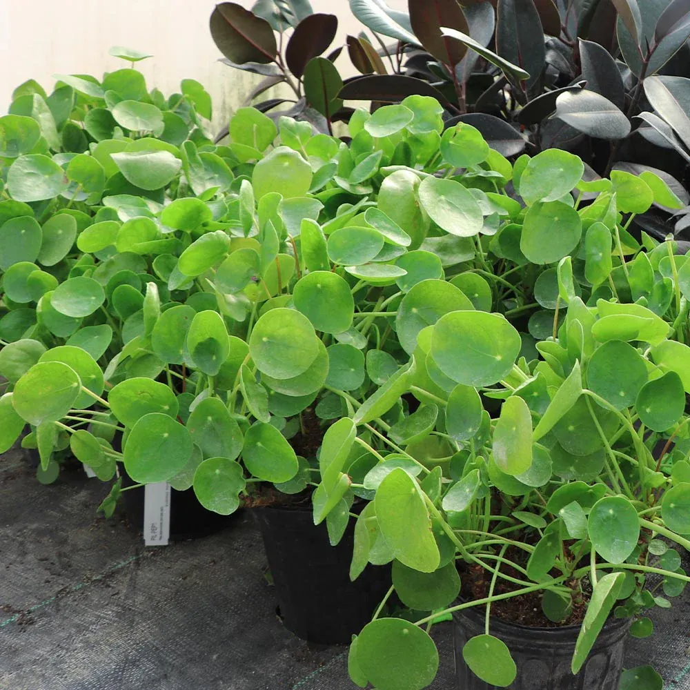 Pancake Plant (Pilea Peperomioides) Decorative Indoor Houseplant 2