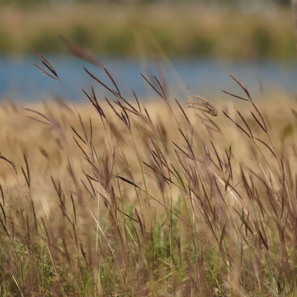 Blackhawks Big Bluestem Grass - Native Ornamental Perennial 2