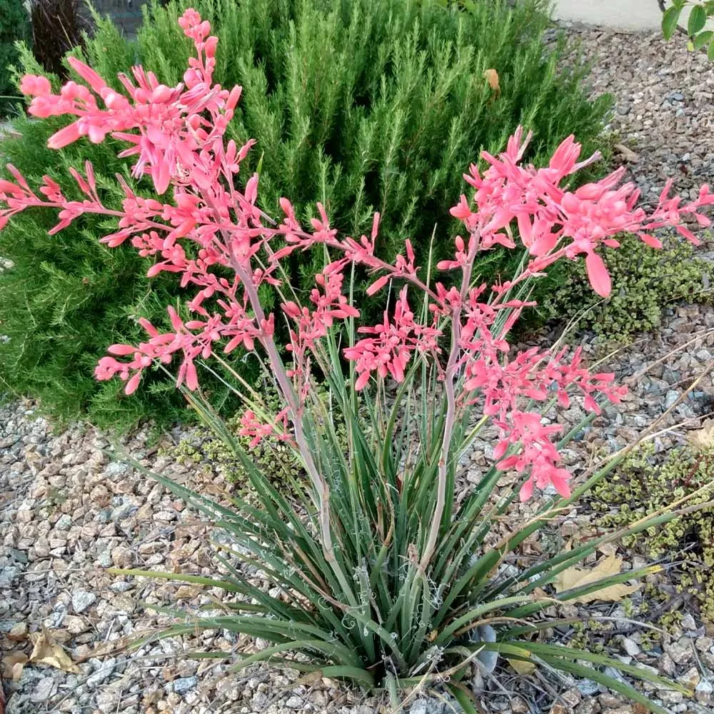 Red Yucca Little Giant - Compact Hesperaloe parviflora Ornamental Plant