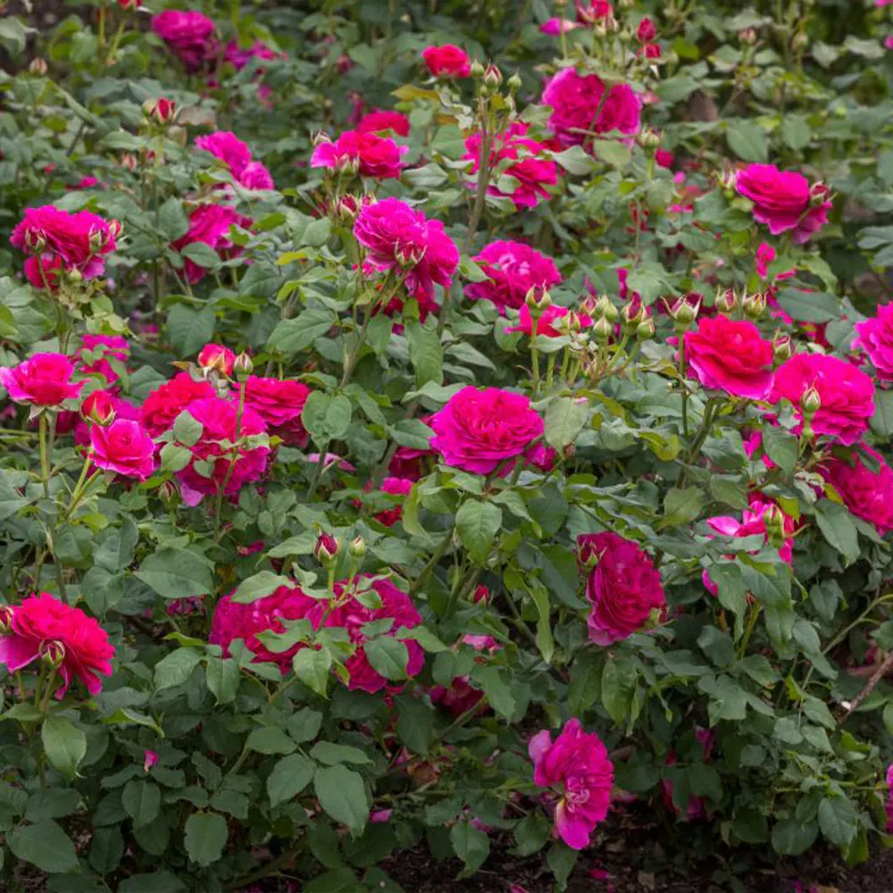 David Austin® Gabriel Oak™ Rose Shrub - Deep Pink English Rose 1